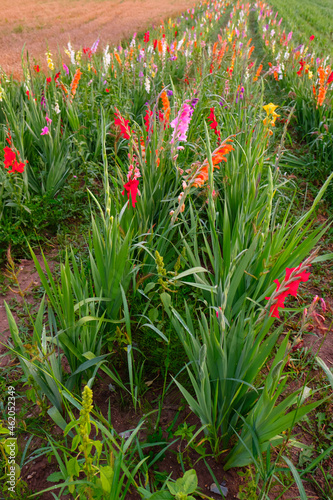 Tela Field of colourful gladiola flowers