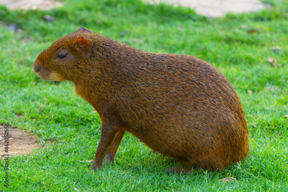 Brown Capybara (Hydrochoerus hydrochaeris) on grass Brown Capybara (Hydrochoerus hydrochaeris) on grass