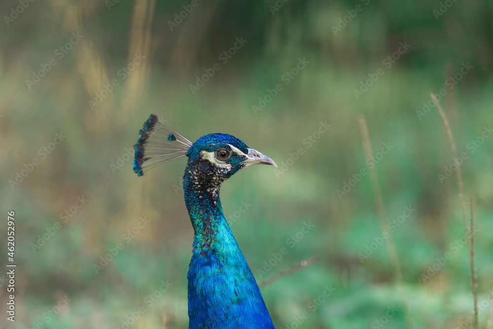 Obraz premium portrait of a peacock