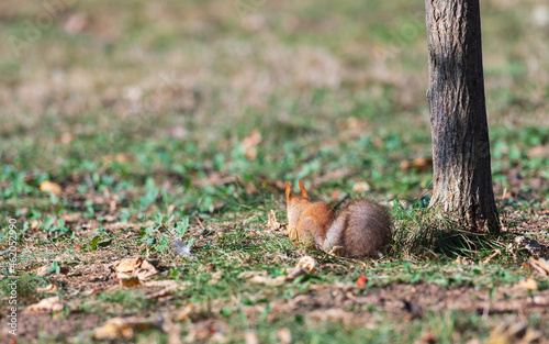 Squirrel harvests nuts for the winter in the park
