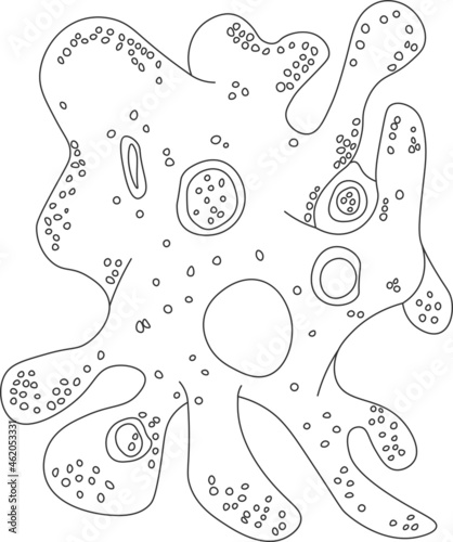 Contour amoeba proteus protozoan isolated white background