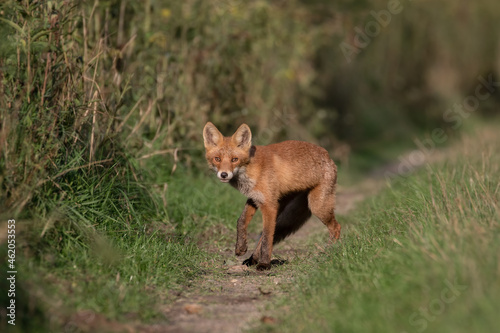 Red fox Vulpes vulpes on a forest road in search of food - fox natural habitat - rural forest landscape, natural forest, red animal, predator with a tail
