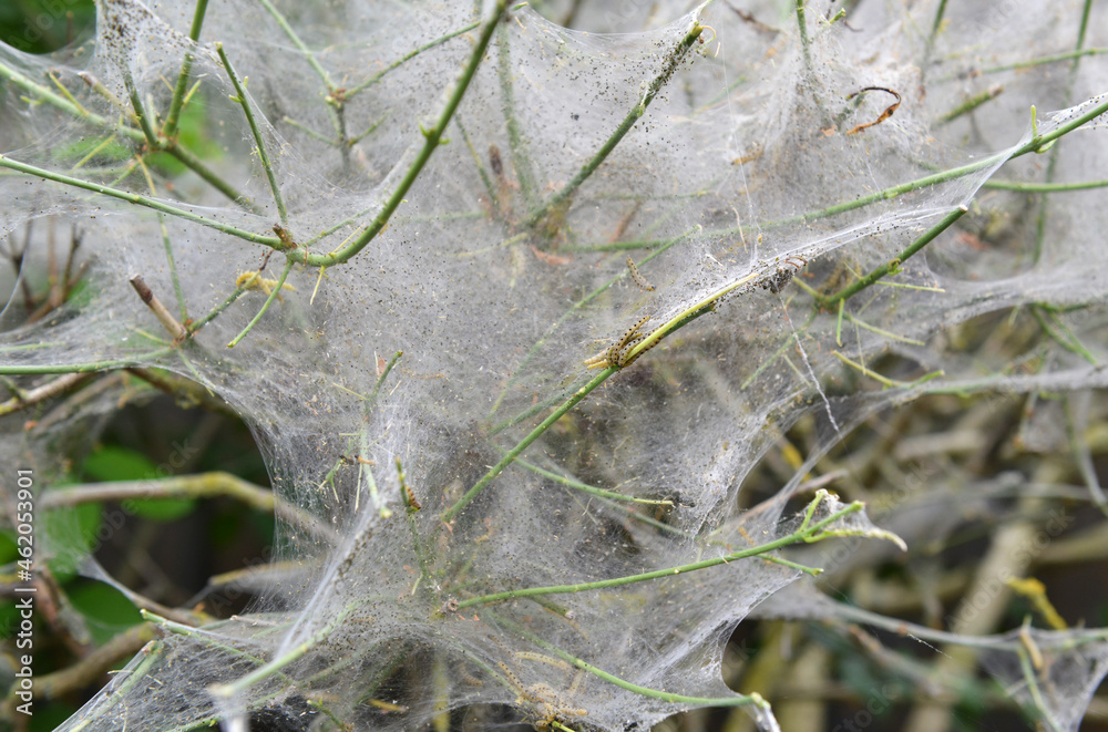 Eichen-Prozessionsspinner Stock Photo | Adobe Stock