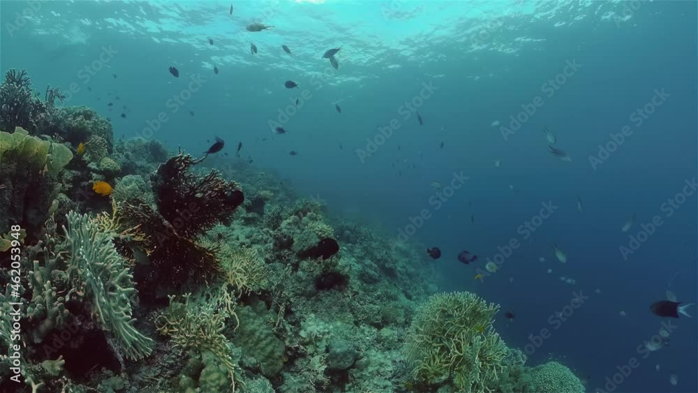 Reef Coral Tropical Garden. Tropical underwater sea fish. Colourful tropical coral reef. Philippines. Reef Coral Tropical Garden. Tropical underwater sea fish. Colourful tropical coral reef. Philippines.