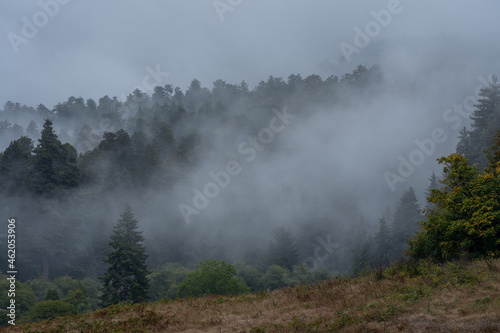 Cloudy day in the woods of Oregon in United States © ADLC