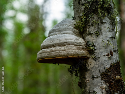 Fomes fomentarius growing on birch. A tinder mushroom grown on a tree trunk