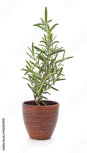 Green rosemary in a pot.