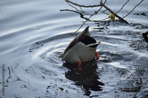 The duck dipped its head into the pond