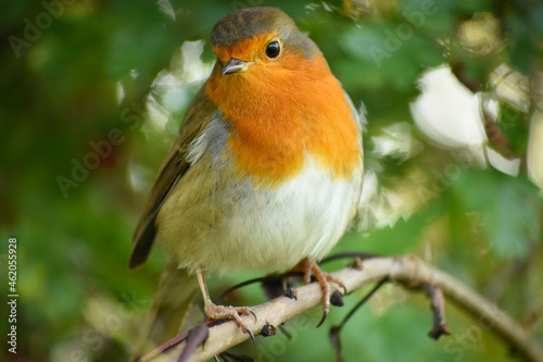 robin on a branch