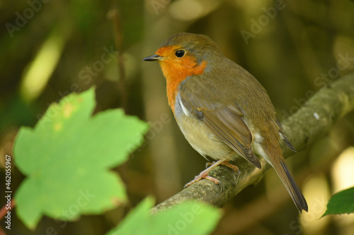 robin on a branch