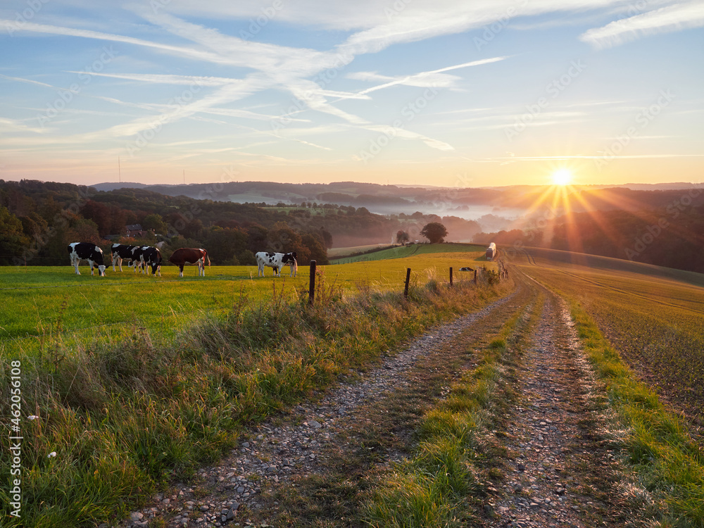 Fototapeta premium Velbert, Germany. Autumn sunrise in the Bergisches Land region. Grazing cows in the meadow in the morning. Rural landscape.