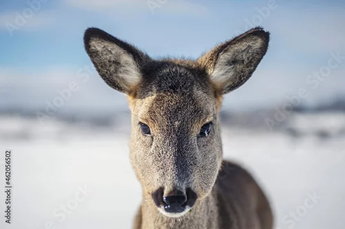 Fototapeta Sarna zimą na polu