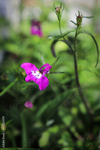 Closeup of pink lobelia tobacco flowers blooming photo