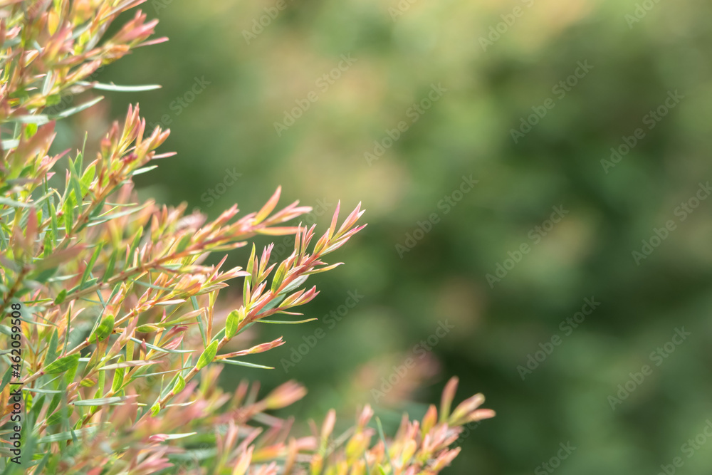 Background image of young branches in the garden. Background image of young branches in the garden.