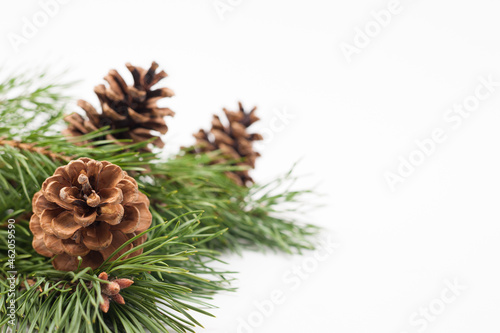 Christmas tree branches with decor on the white background