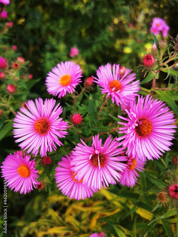 Fototapeta premium flowers in the garden