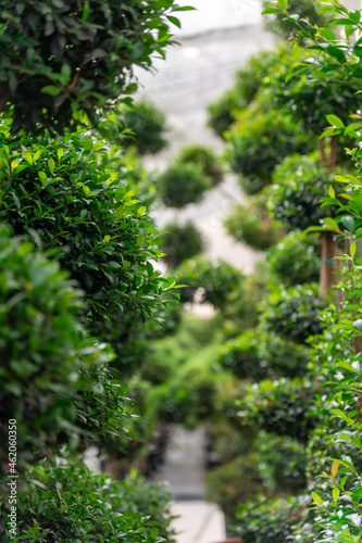 Focus on nature garden trees in green