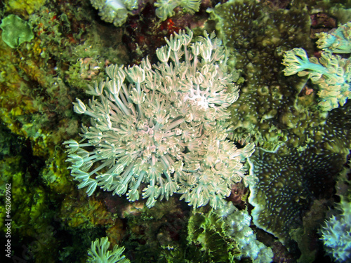 Soft Coral in the filipino sea January 6  2012
