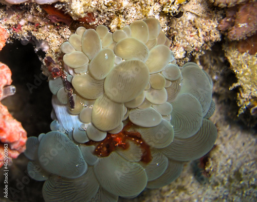 Orang Utan Crab (Achaeus Japonicus) in a Bubble Coral (Plerogyra Sinuosa) in the filipino sea December 14, 2009 photo