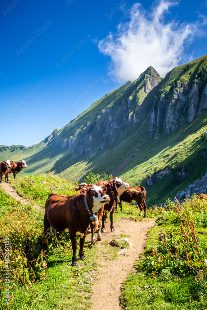 Cows in a mountain field. The Grand-Bornand, France Cows in a mountain field. The Grand-Bornand, France
