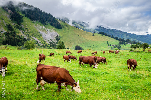 Cows in a mountain field. La Clusaz, France © daboost