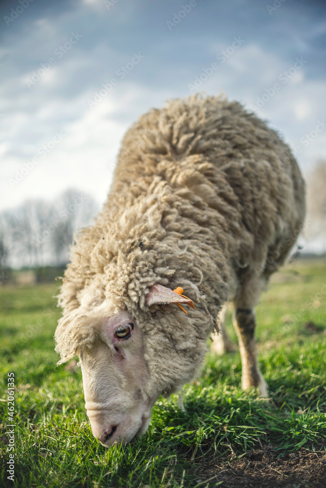 Obraz premium Owca