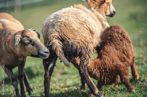 Fototapeta samoprzylepna Koziołki