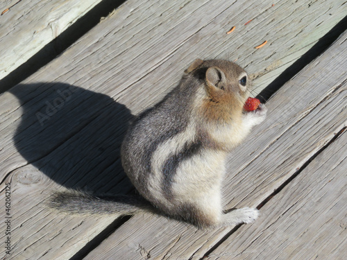 Cute shot of a chipmunk eating a strawberry on a wooden deck on a sunny day photo