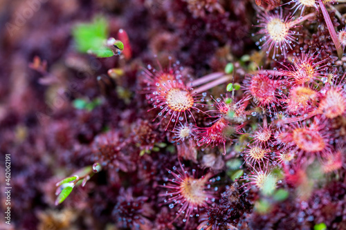 Round-leaved sundew, common sundew photo