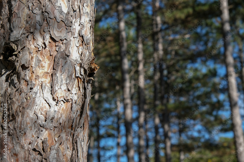 Beautiful tree trunk in the forest. Evening sun shines in a fir forest with a small pine tree in the spotlight in the background in summer Beautiful tree trunk in the forest. Evening sun shines in a fir forest with a small pine tree in the spotlight in the background in summer