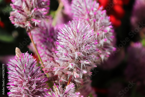 Pink feathery blossoms on a Joey Plant
