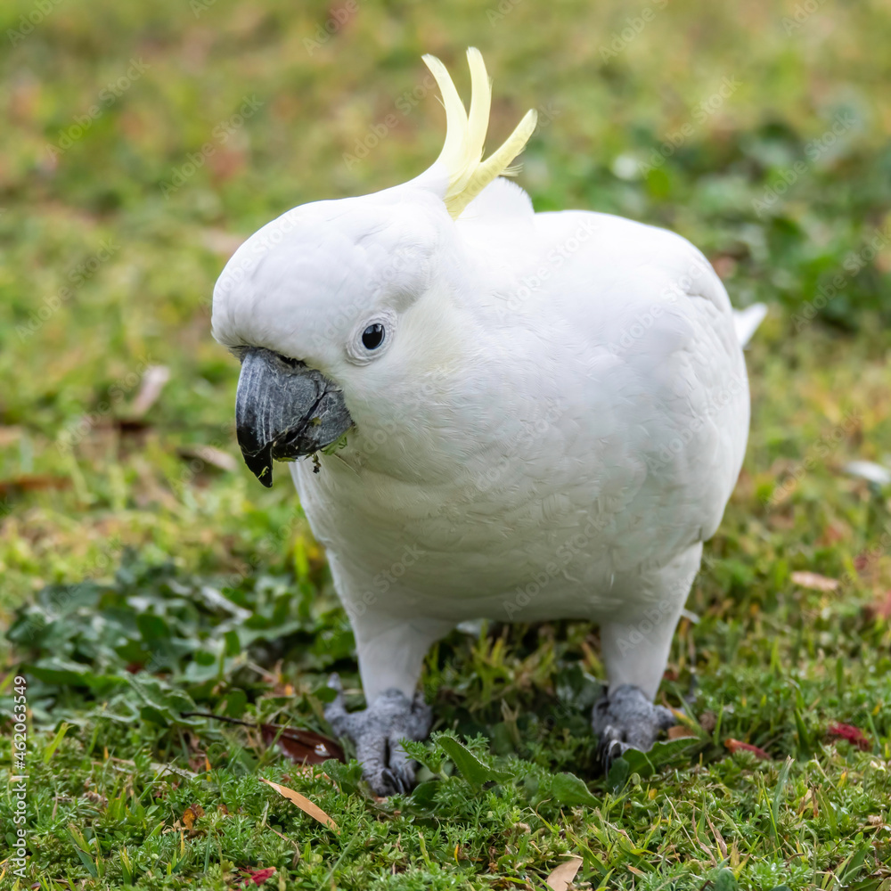 Sulphur-crested Cockatoo on the grass after the rain Sulphur-crested Cockatoo on the grass after the rain