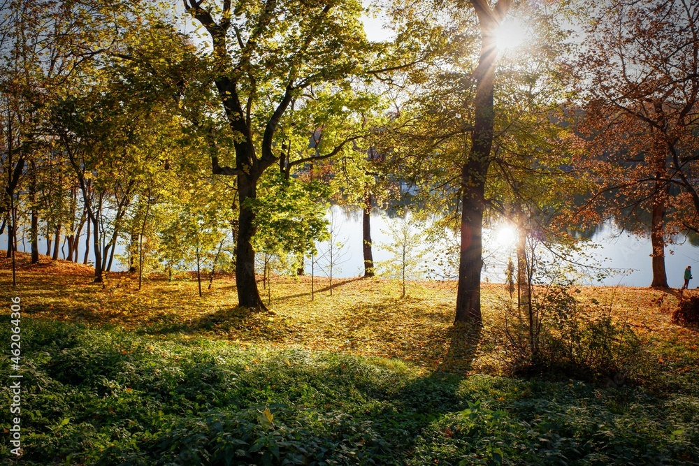 Fototapeta premium autumn in the park