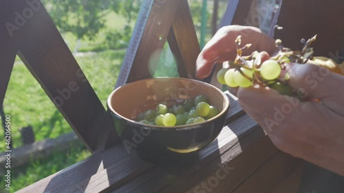 Senior farmer pick off grapes fruit from cluster and throws in bowl sitting in wooden pergola in sunny autumn day photo