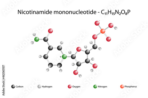 Molecular formula of nicotinamide mononucleotide. Nicotinamide mononucleotide is a nucleotide derived from ribose and nicotinamide. photo