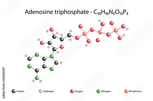 Molecular formula of adenosine triphosphate. Adenosine triphosphate is a multifunctional nucleotide found inside the cell. photo