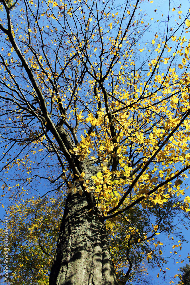 Obraz premium autumn trees in the park