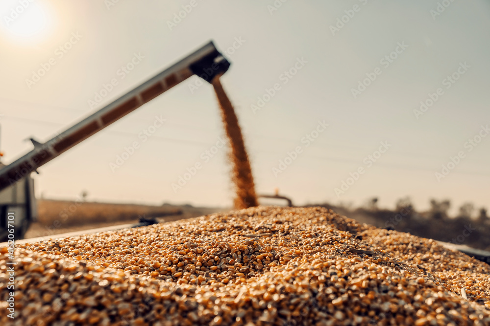 Close up of golden corn grains in the tractor. In the blurry background is a machine separating grains. Agriculture and harvest. - obrazy, fototapety, plakaty 