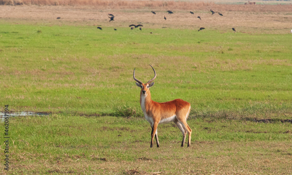 Naklejka premium Red lewche on Busanga plain, Zambia