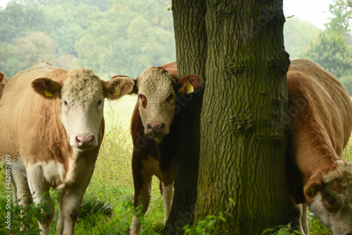 cows in a field