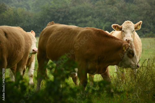 cows in the field