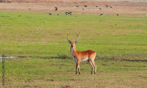 Red lewche on Busanga plain, Zambia photo