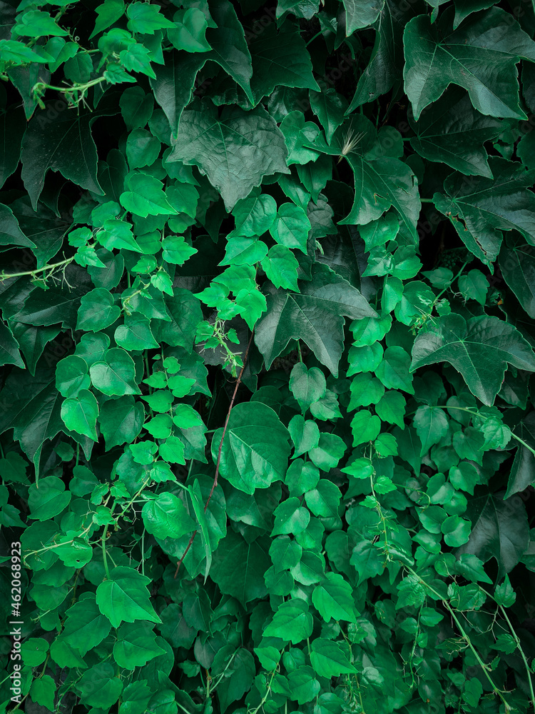green leaves background green leaves background