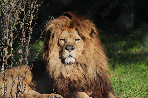Lion magnifique   roi des animaux
