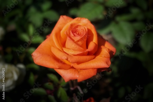 Orange rose in garden