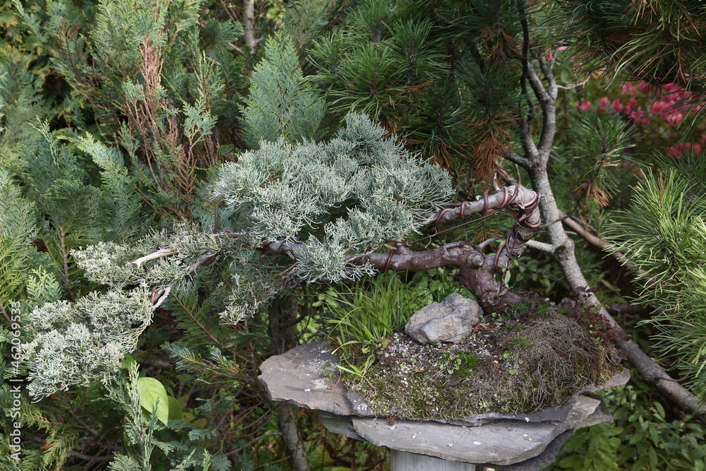 Bonsai, little tree in traditional Japanese garden. Bonsai tree. Bonsai