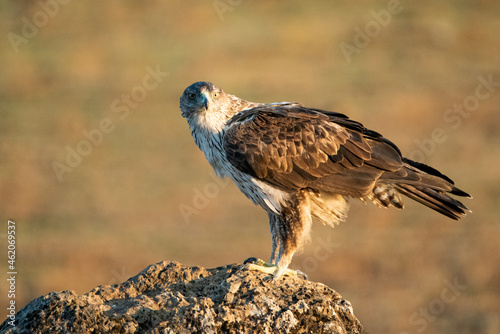 Fotobehang Águila perdicera posada de perfil y mirando a la cámara (Aquila fasciata) Adamuz