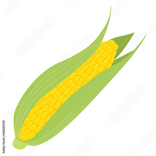 Single  yellow ear of corn. Fresh cartoon organic vegetable isolated on white  background. 