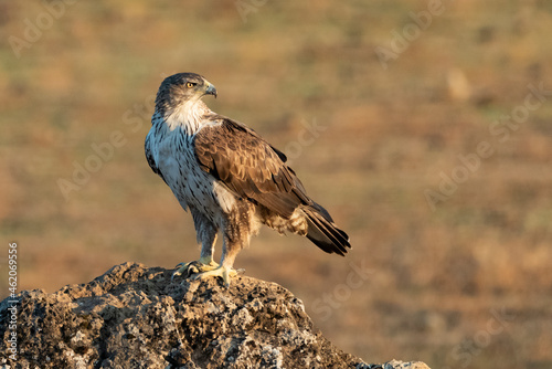 Águila perdicera de perfil posada en el suelo en una gran piedra (Aquila fasciata) Córdoba Andalucía España