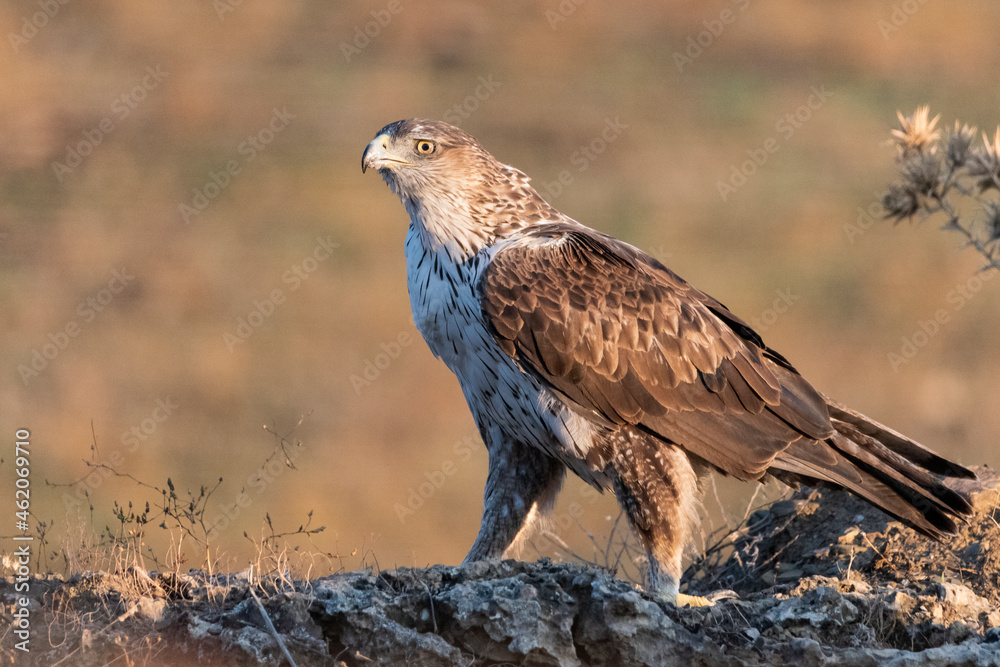 Águila perdicera en el suelo del bosque (Aquila fasciata) Adamuz Córdoba Andalucía España Águila perdicera en el suelo del bosque (Aquila fasciata) Adamuz Córdoba Andalucía España